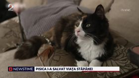 Pisica i-a salvat viața stăpânei